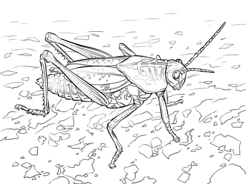 Eastern Lubber Grasshopper Coloring Page